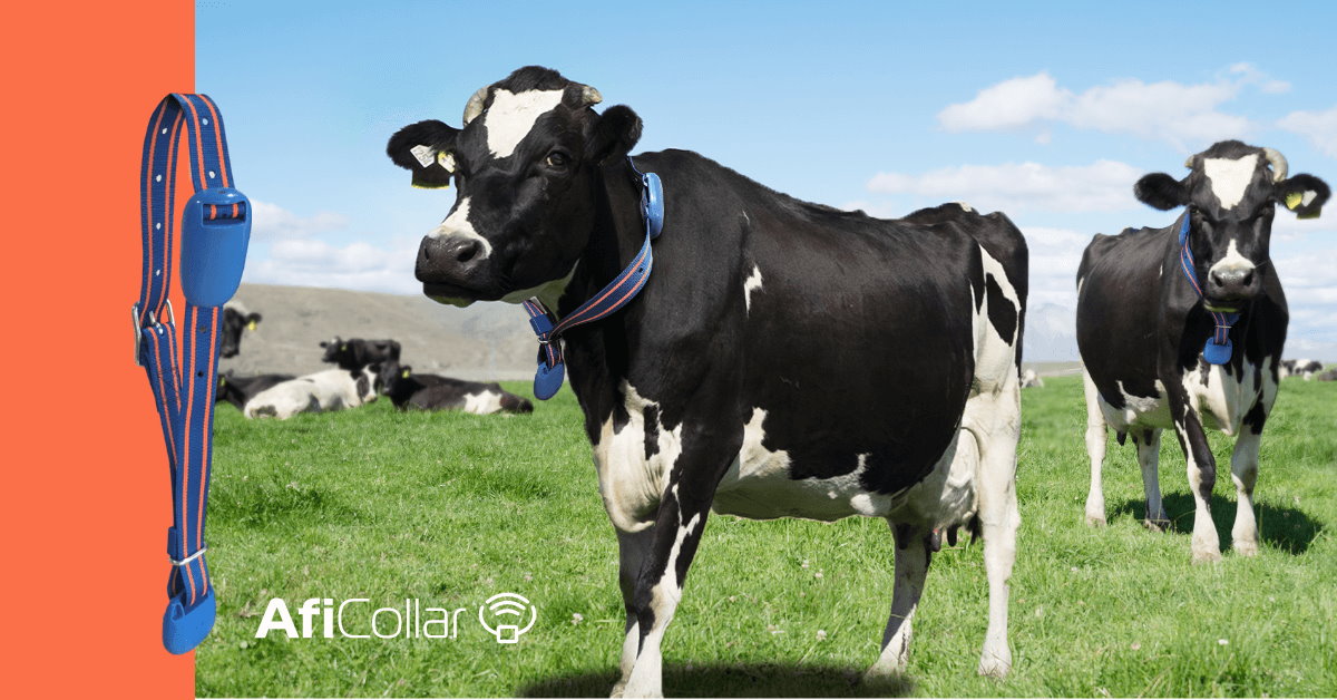 cow collar