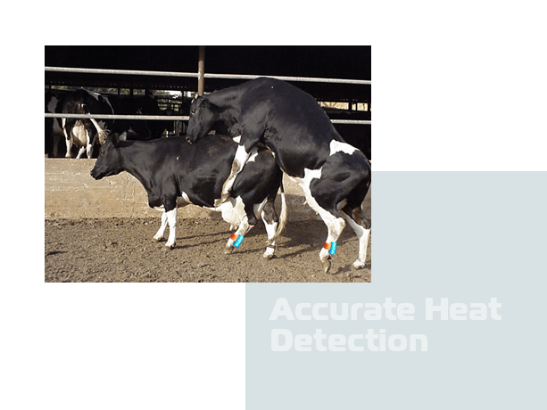 Cow Monitoring Solution | Afimilk