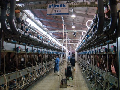 Milking Israel’s dairy expertise in Vietnam