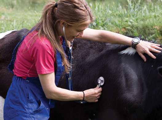 Identifying Health & Cow Nutrition Issues