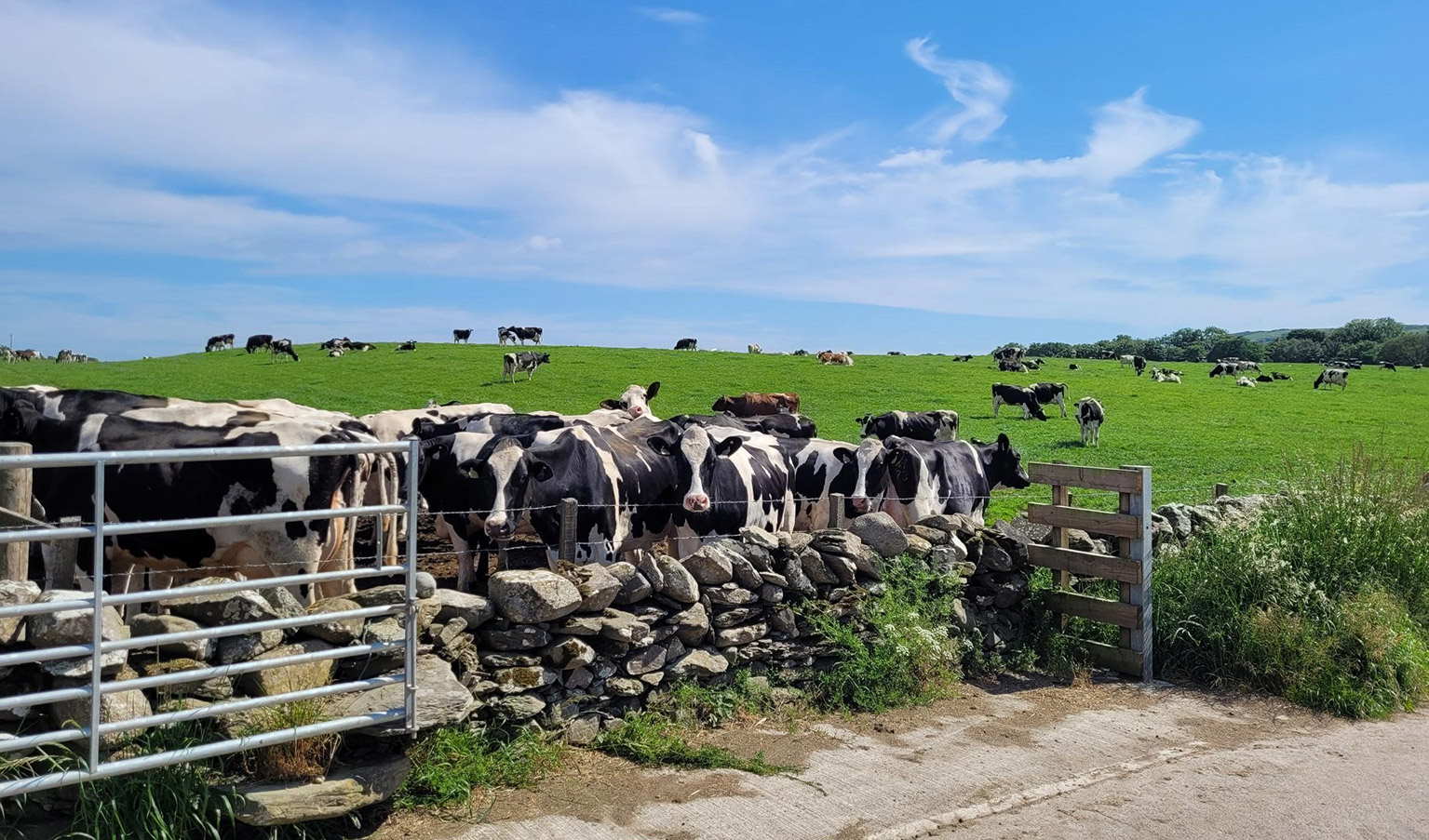 Cow collar for better performance