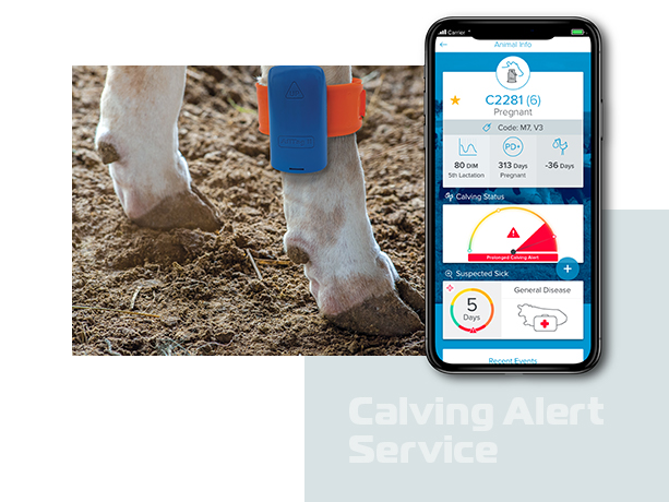 cow monitoring system Pedometer and farm management app