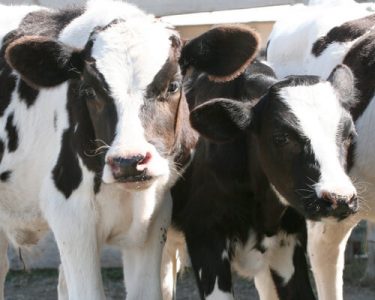 Calving Alert System