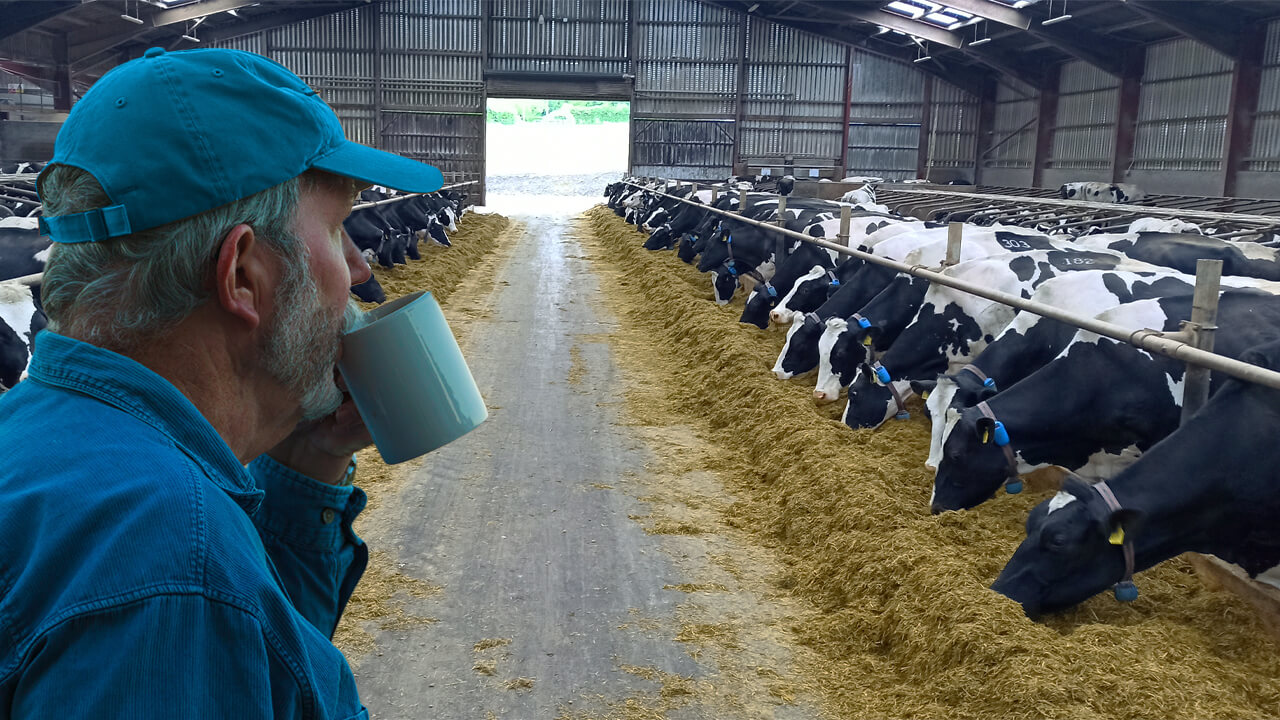 Milking cow feeder