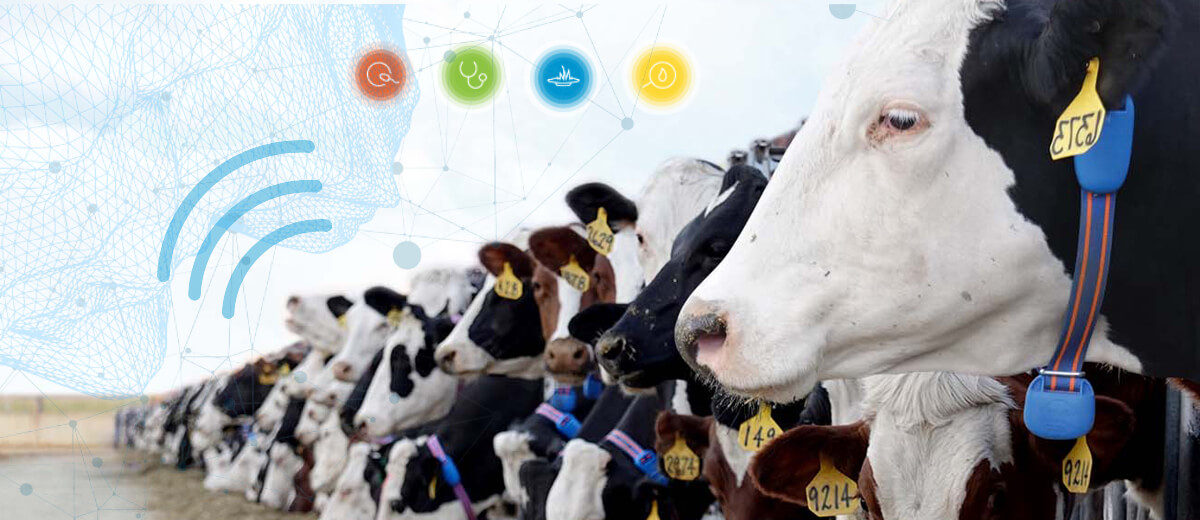cow monitoring system