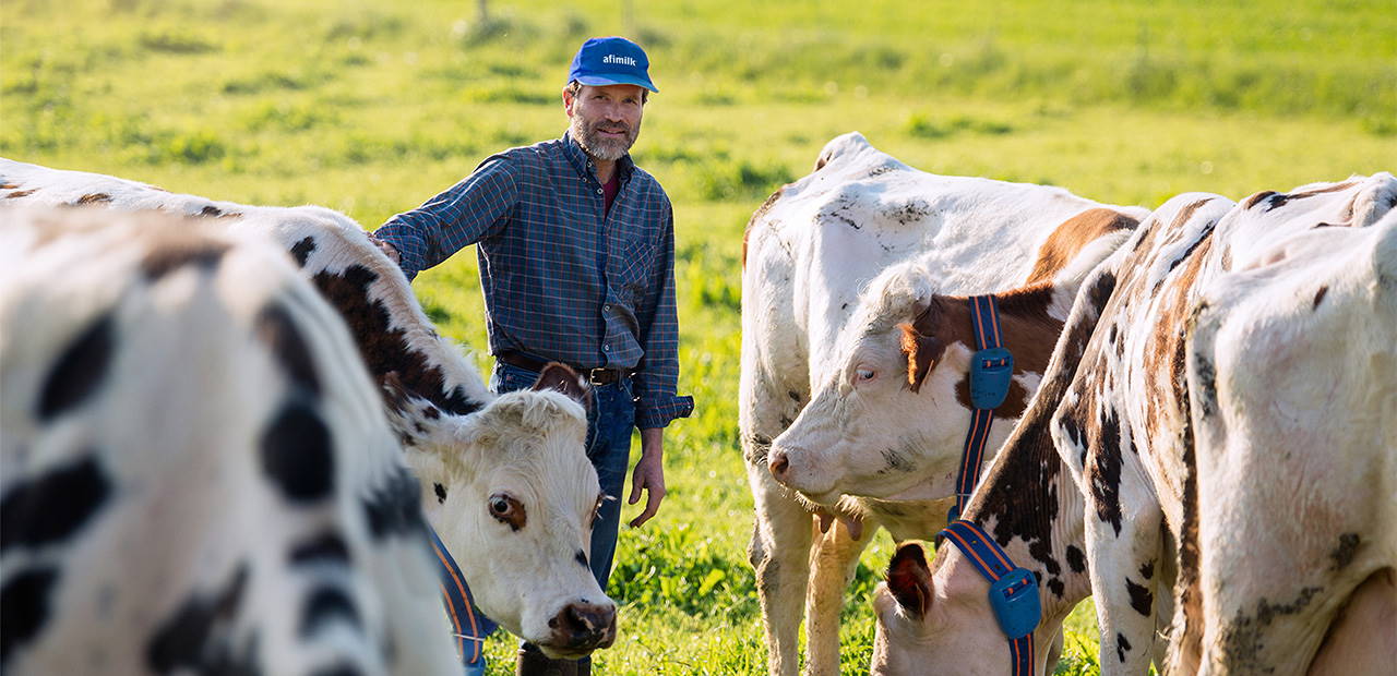 cow monitoring system