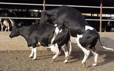 Importance of Estrus Detection on Dairy Farms