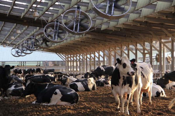 Animal Welfare Guidelines for DAIRY FARMERS