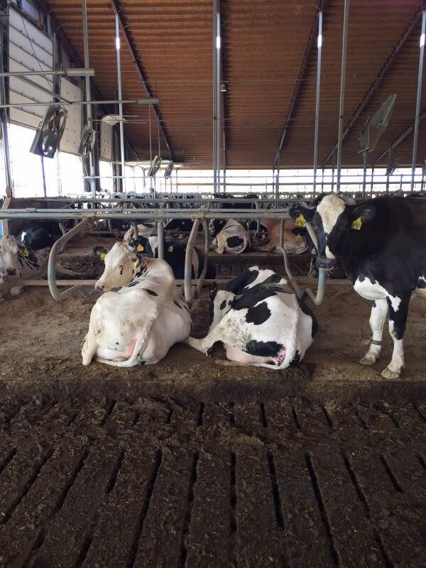 Effects of Cow Comfort on Milk Quality, Productivity and Behavior