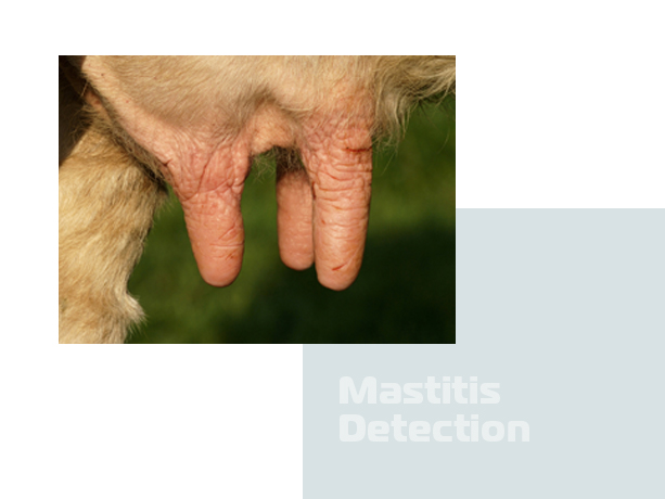 Mastitis in cows detection cow udders