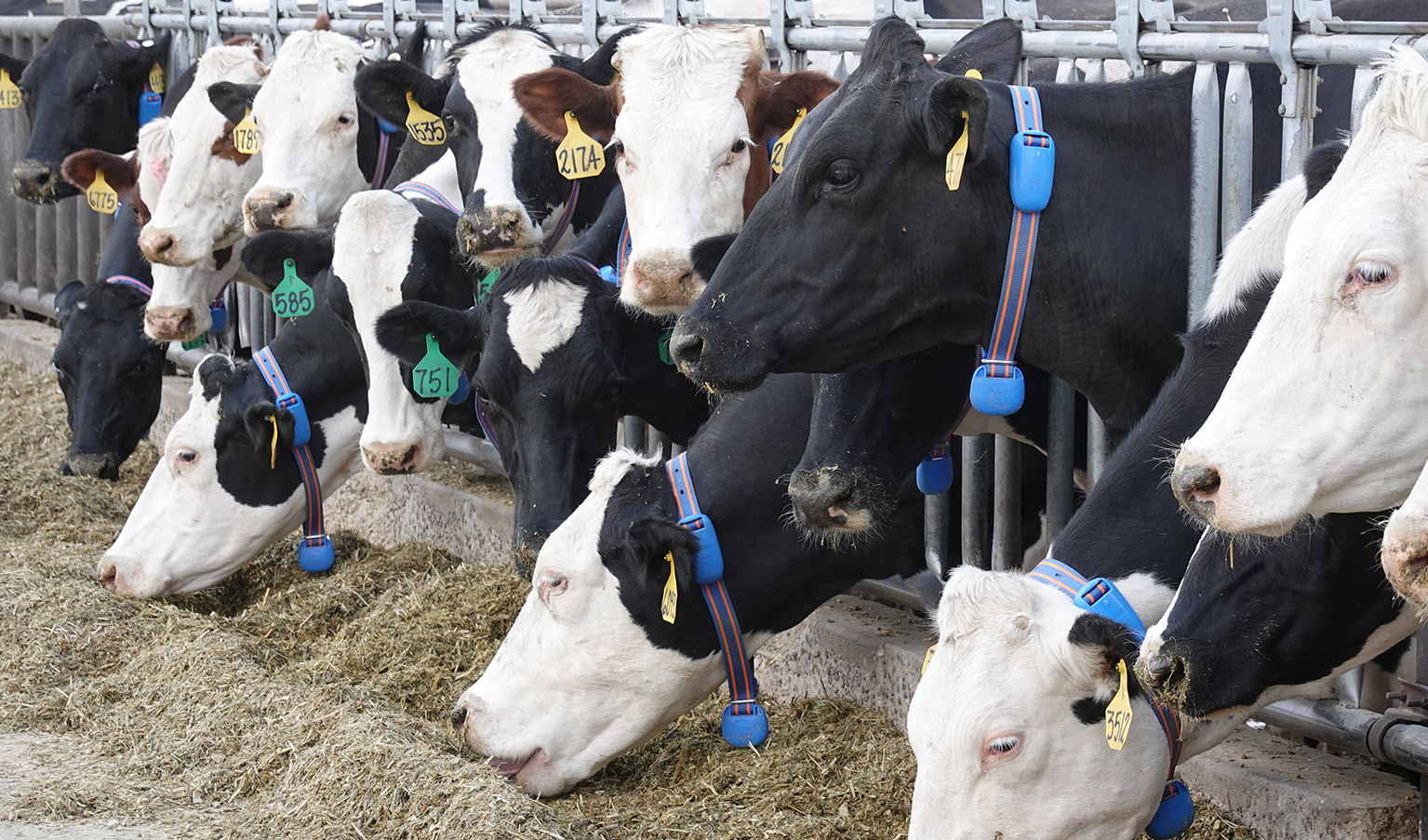 Monitoring dairy cow individual benefits