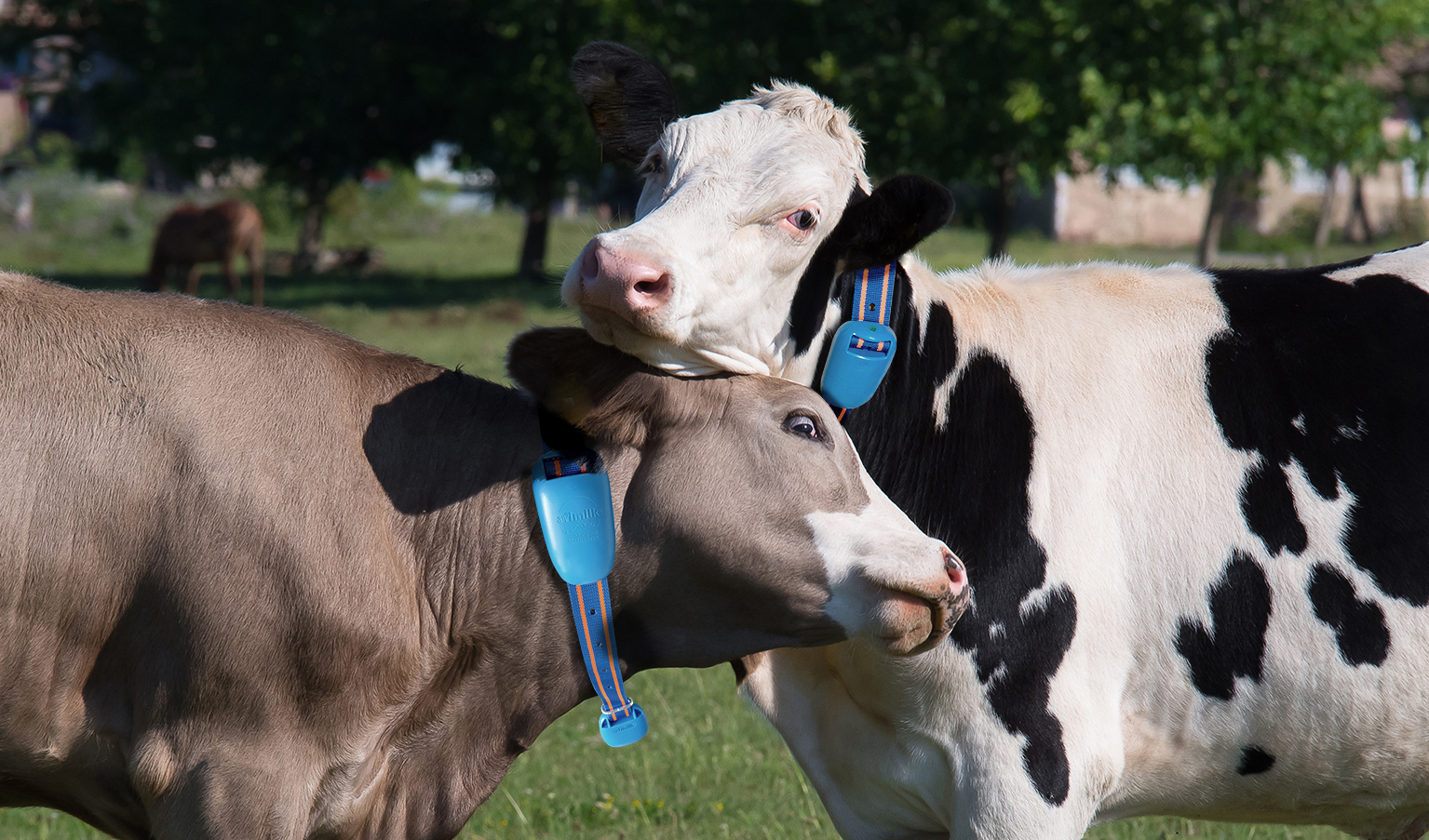 Heat Detection System For Cows - Sara Mendez Headline