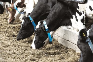 New parameters to aid in the diagnosis of disease in post-partum dairy cows