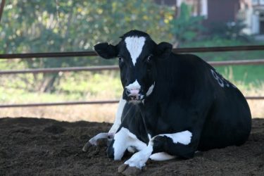 Subclinical ketosis in post-partum dairy cows fed a predominantly