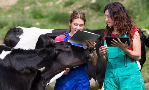 Diagnosis of Mastitis and Diagnostic Methods for Investigating Udder Health Problems