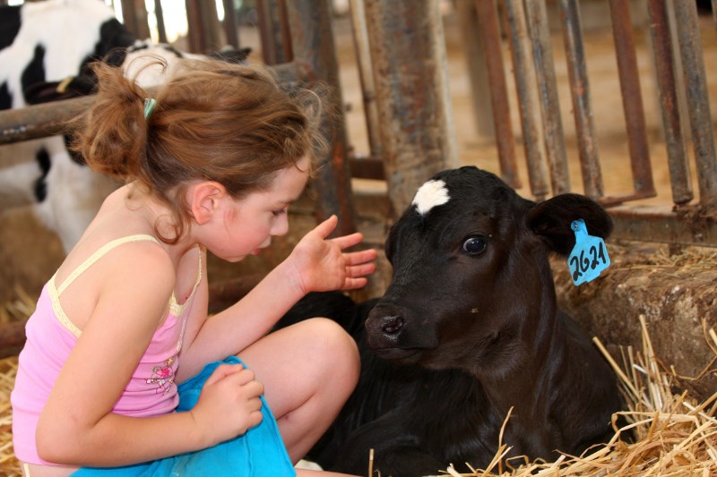 Dairy Guidelines Raising Calves