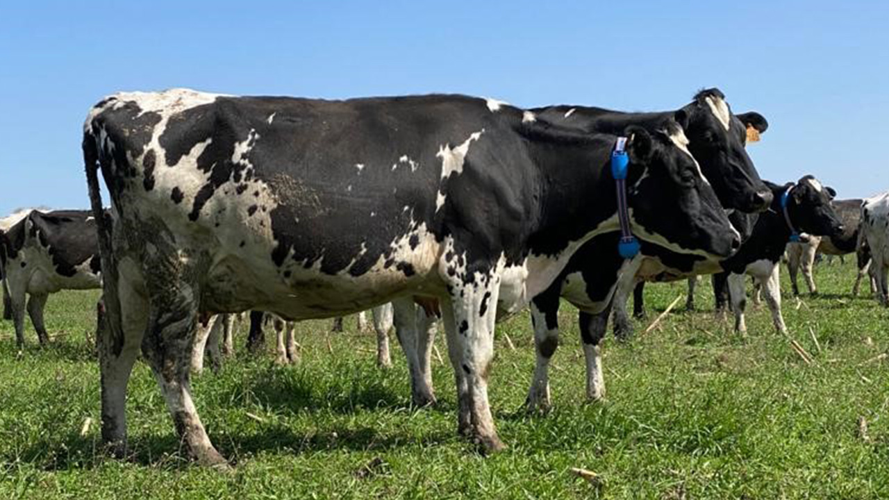 Aficollar - Monitor all cows in the farm