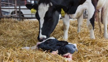 Automated cow monitoring system