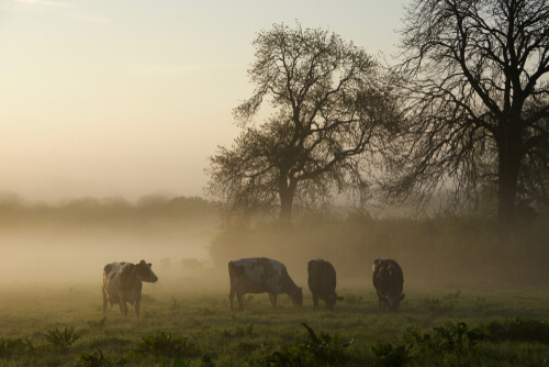 dairy farm life