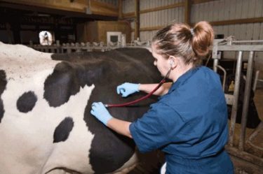 Automated measurement of lying behavior for monitoring the comfort and welfare of lactating dairy cows