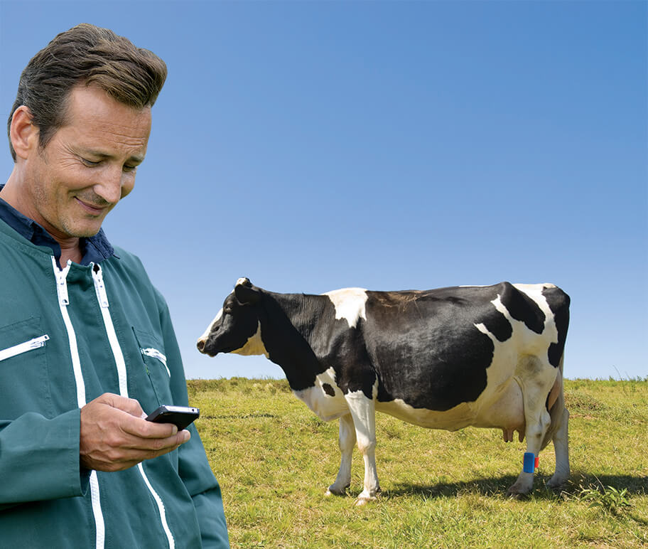 From Ranch to Table: Ensuring Quality through Cow Tagging Standards 1
