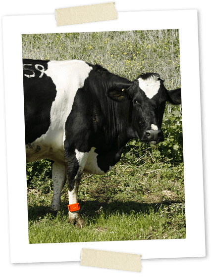 cow with cow monitoring system pedometer