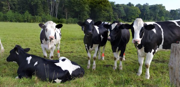 Heat-stress effects on dairy cattle behavior