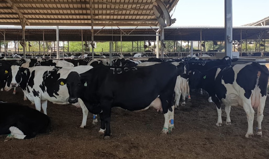 Влияние скученности коров в группе на молочной ферме на их продуктивность